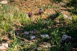 Al-Arz;Iris;Iris-Cedreti;Kaleidos;Kaleidos-images;Lebanon;Middle-East;Near-East;Proche-Orient;Tarek-Charara;Flowers;Endemic;Endangered-species;Endemic-species;Critically-endangered;Critically-endangered-species